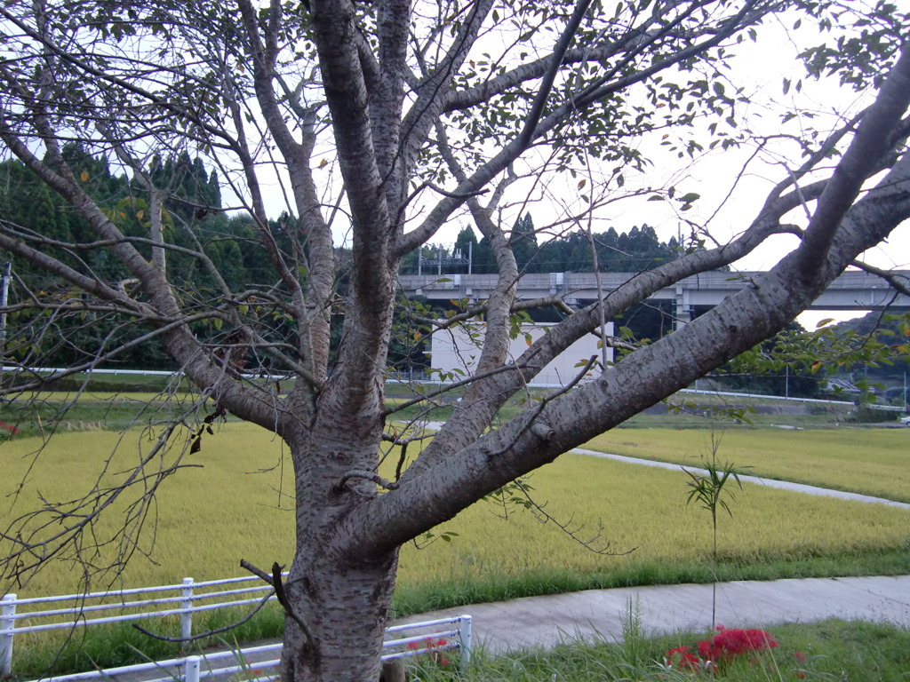 秋の桜