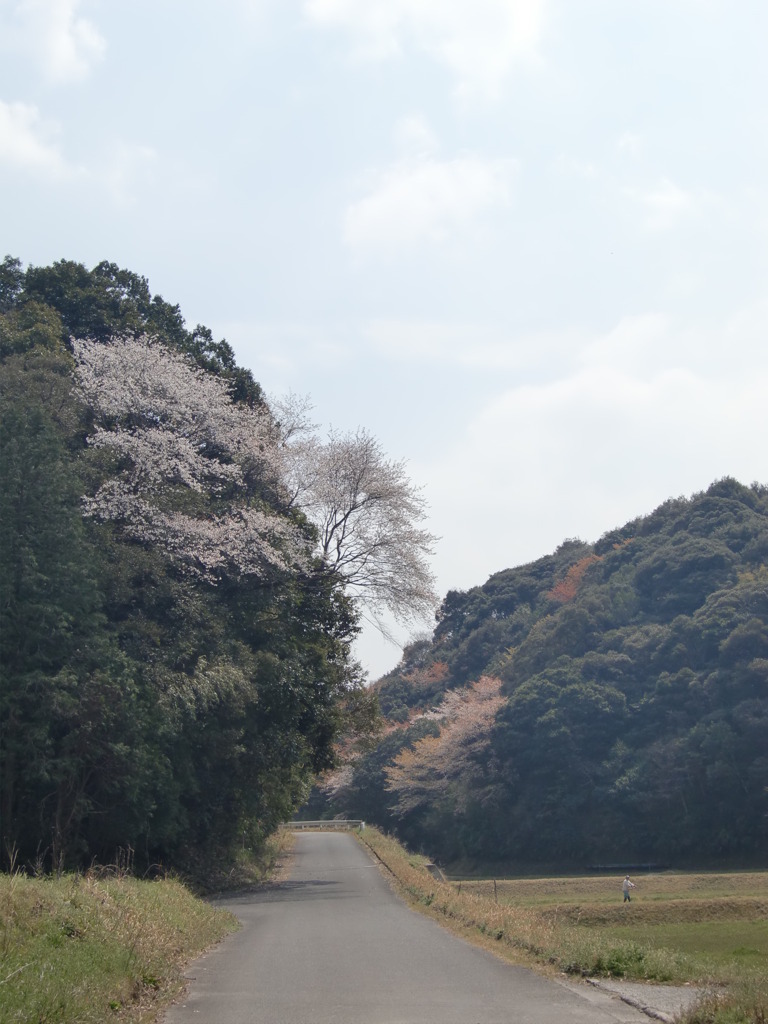 いつもの散歩道