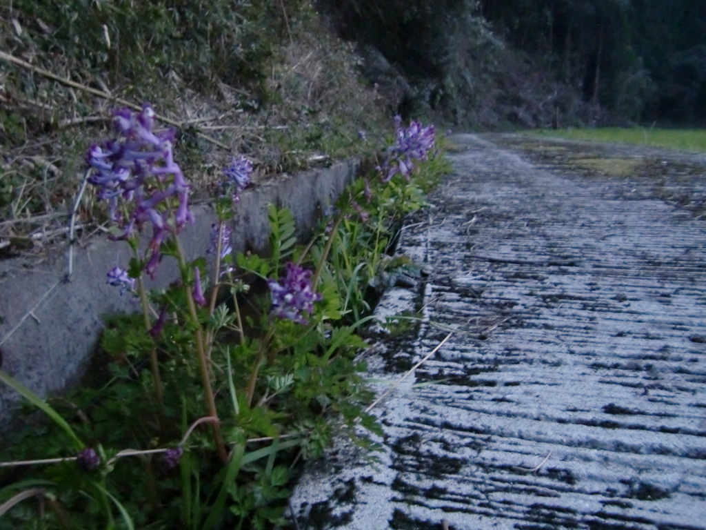 道ばたの花（うすい赤紫）