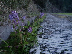 道ばたの花（うすい赤紫）