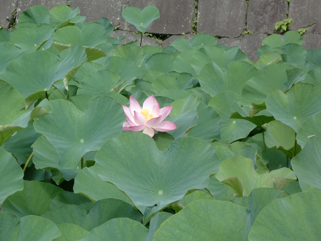 蓮の花
