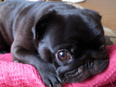 pug*