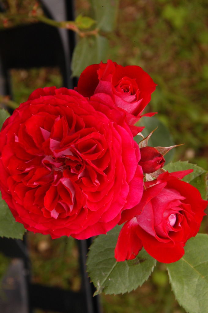 情熱の花