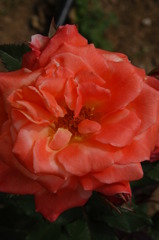 バラの花色