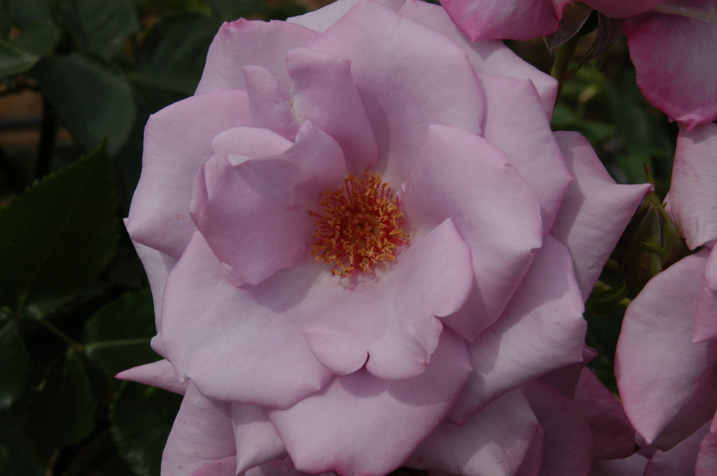 紫色のバラの花