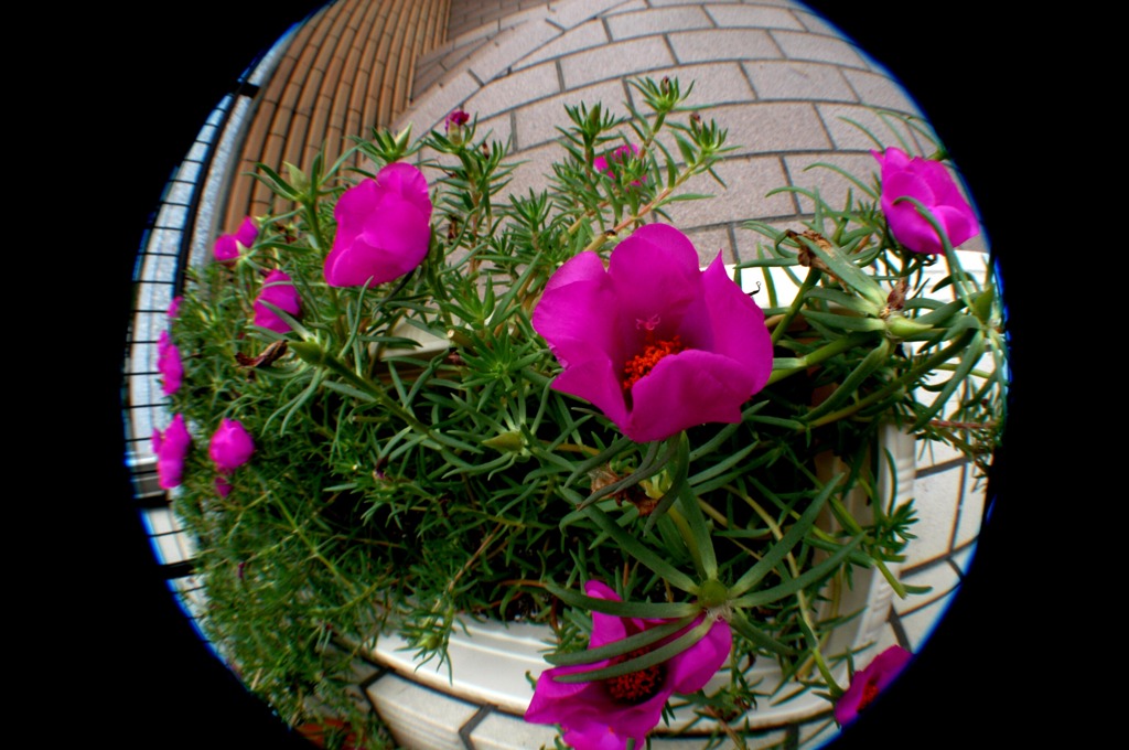 松葉菊