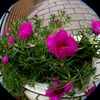 松葉菊
