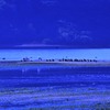 冬の海