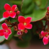 真夏の花　小さな花