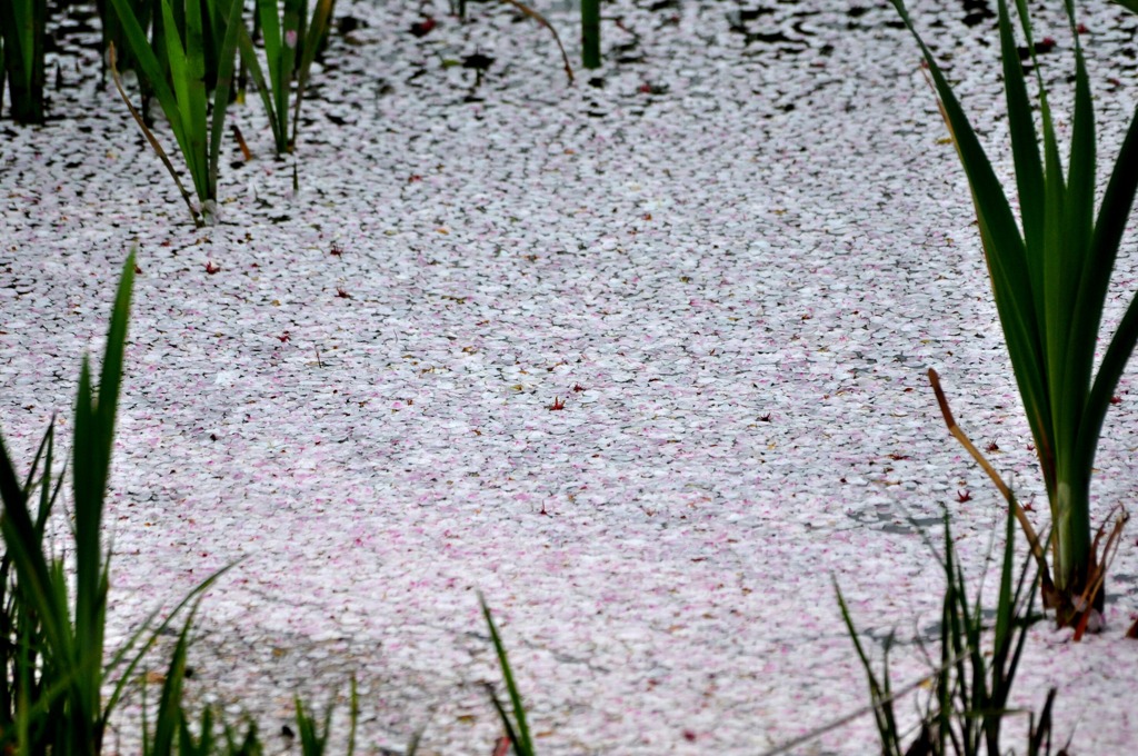 春の積雪