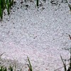 春の積雪