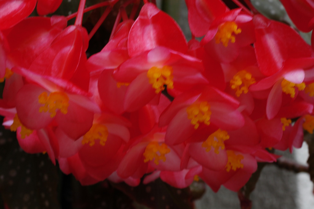 真夏の花　コダチベゴニア