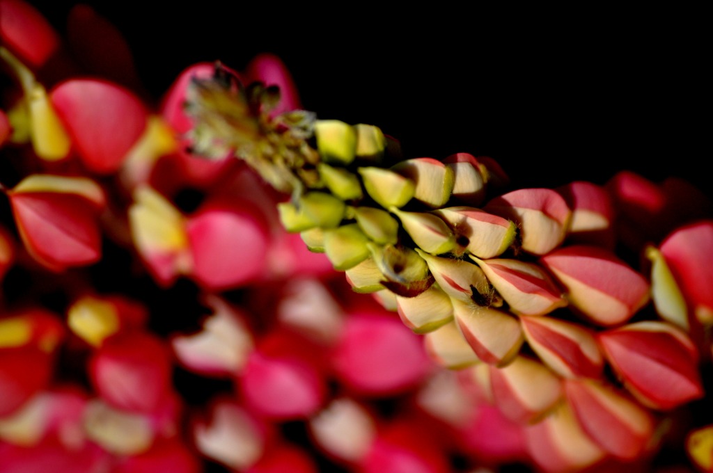 春の花