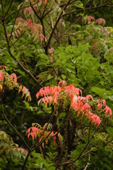 ７月１日の紅葉
