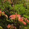 ７月１日の紅葉
