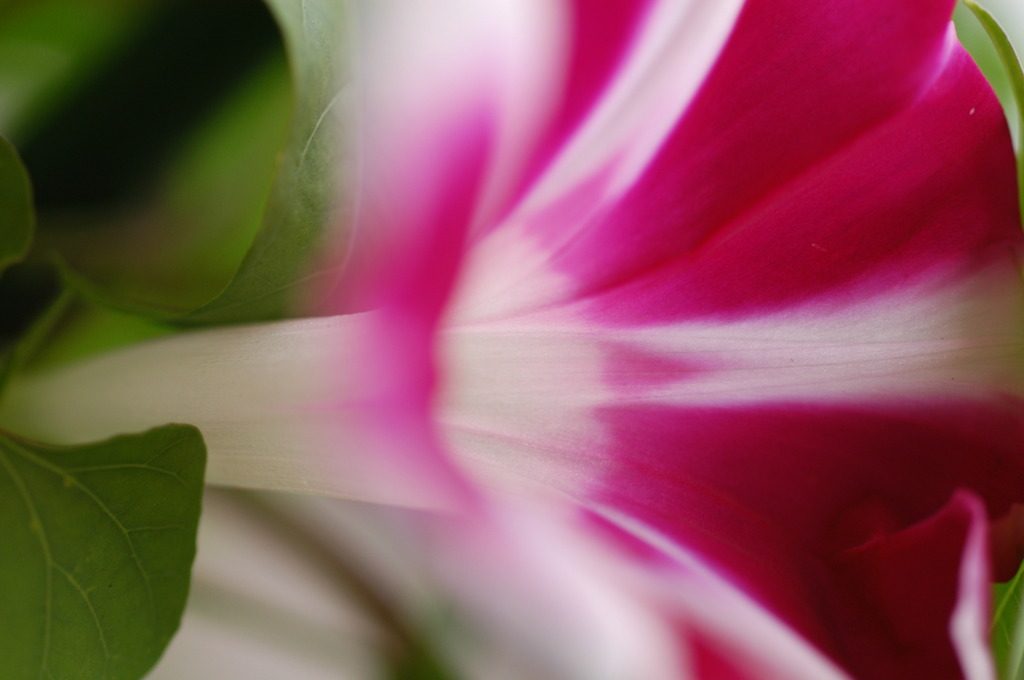 真夏の花　風に吹かれたアサガオの花
