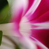 真夏の花　風に吹かれたアサガオの花