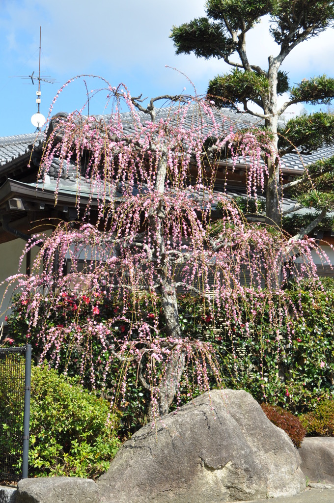 しだれ梅