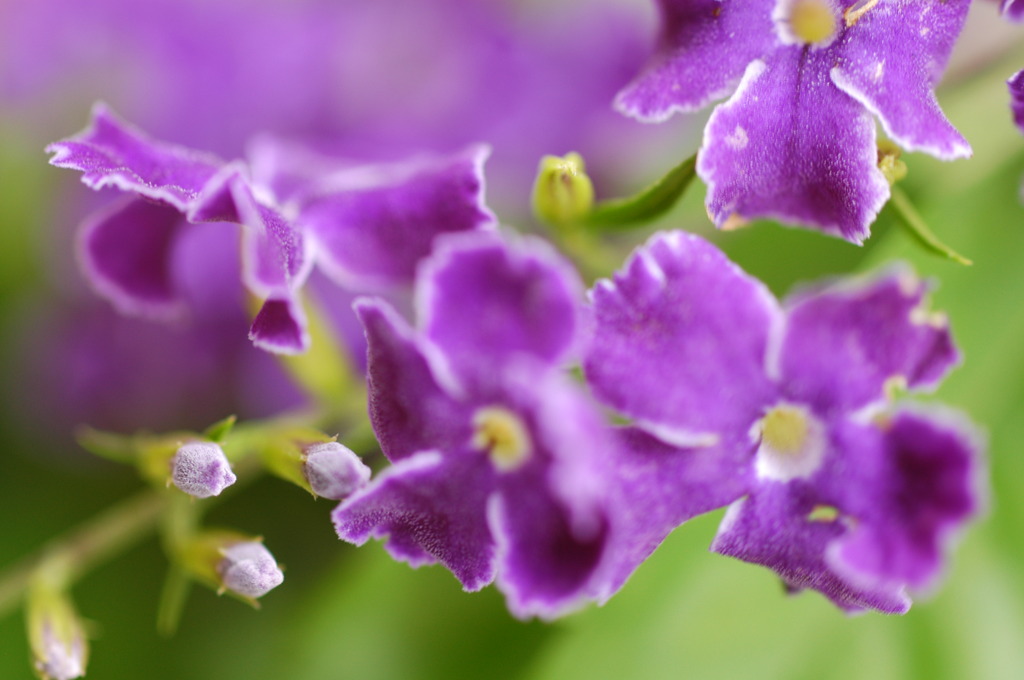 真夏の花　小さな紫色の花