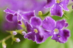 真夏の花　小さな紫色の花