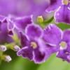 真夏の花　小さな紫色の花