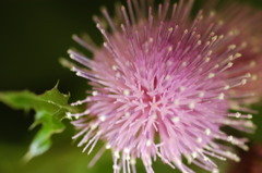 今日の花