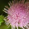 今日の花