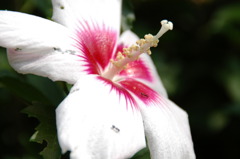 真夏の花　ムクゲの花