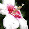真夏の花　ムクゲの花