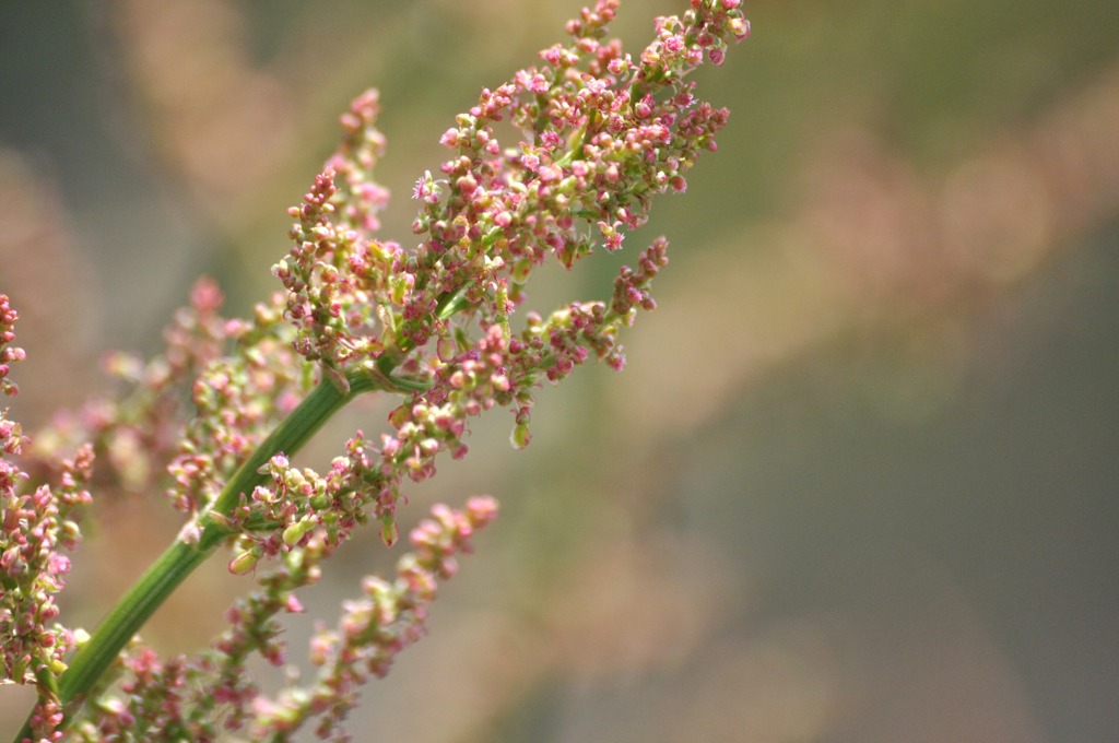 野の花　1