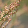 野の花　1