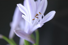 今日の花