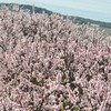 あんずの里