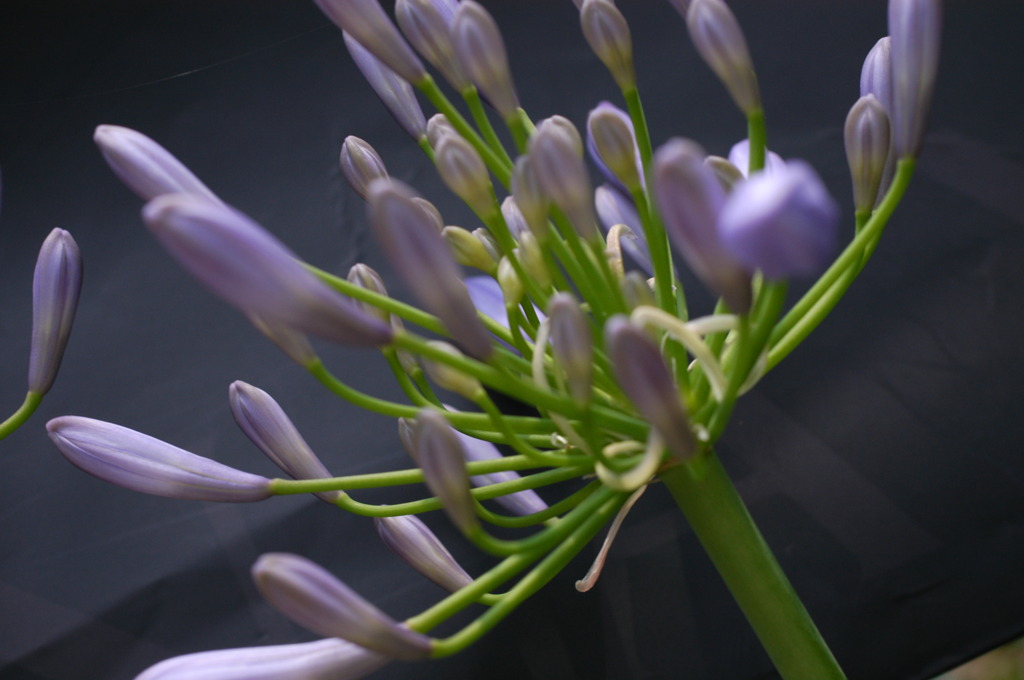 今日の花
