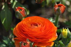 春の花