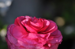 春の花