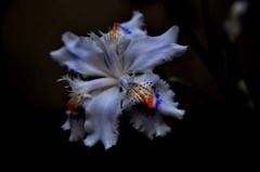 龍の花