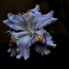 龍の花