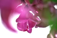 アカシアの雨がやむとき