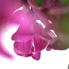 アカシアの雨がやむとき