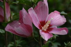 真夏の花　ムクゲの花ピンク