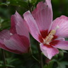 真夏の花　ムクゲの花ピンク