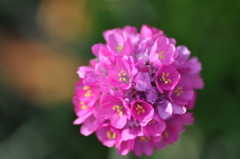 春の花