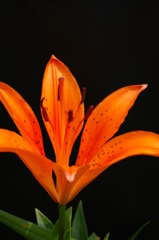今日の花