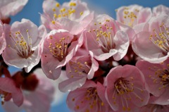 春の花　あんず