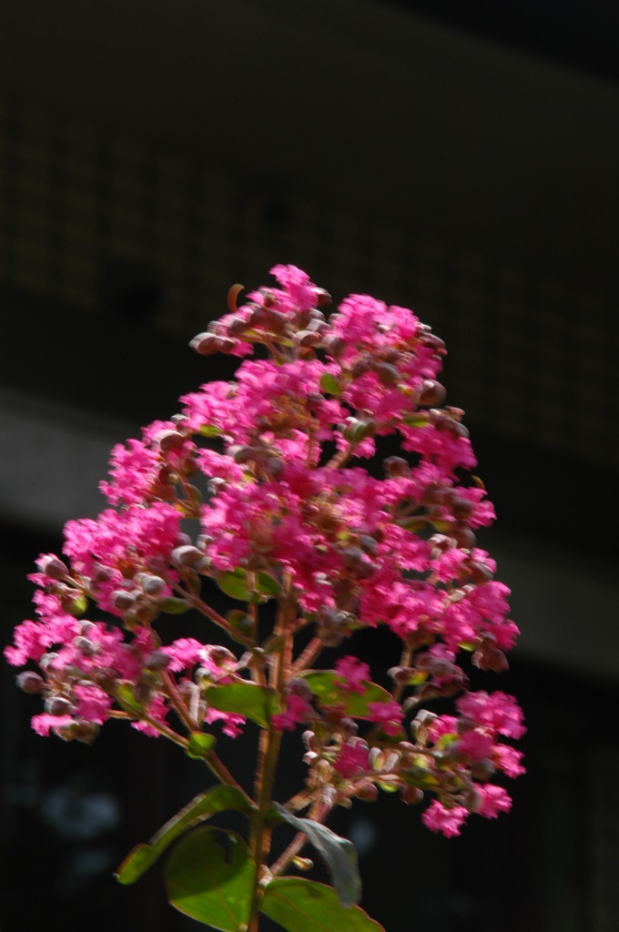 真夏の花　さるすべりの花