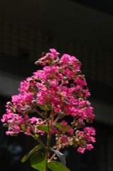 真夏の花　さるすべりの花