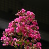 真夏の花　さるすべりの花