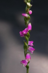 今日の花