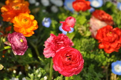 春の花